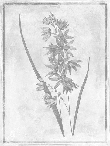 Monochrome Floral Cleaner 3 White Modern Wood Framed Art Print with Double Matting by Grey, Jace