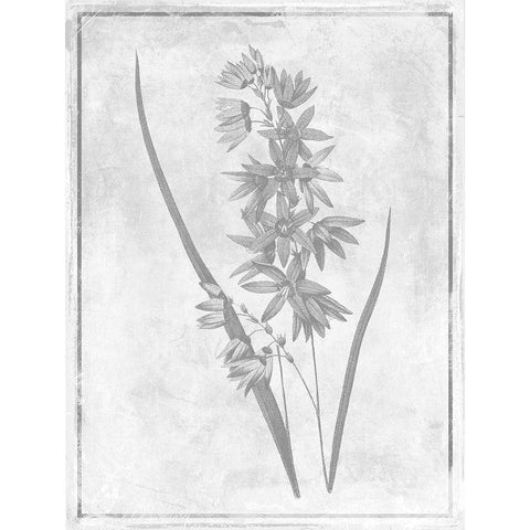 Monochrome Floral Cleaner 3 Black Modern Wood Framed Art Print with Double Matting by Grey, Jace