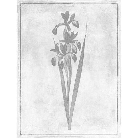 Monochrome Floral Cleaner 4 Gold Ornate Wood Framed Art Print with Double Matting by Grey, Jace