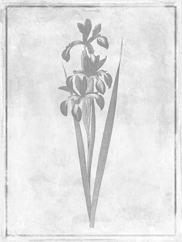 Monochrome Floral Cleaner 4 White Modern Wood Framed Art Print with Double Matting by Grey, Jace