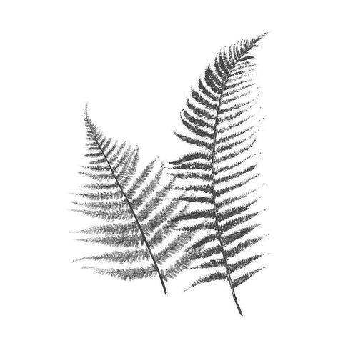 Monochromatic Ferns 1 Gold Ornate Wood Framed Art Print with Double Matting by Grey, Jace