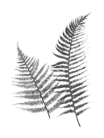 Monochromatic Ferns 1 White Modern Wood Framed Art Print with Double Matting by Grey, Jace