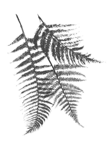 Monochromatic Ferns 2 White Modern Wood Framed Art Print with Double Matting by Grey, Jace