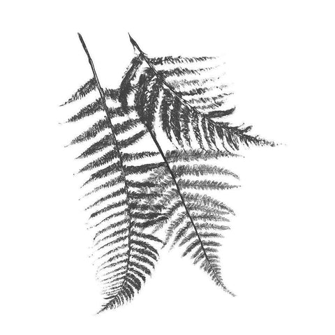 Monochromatic Ferns 2 White Modern Wood Framed Art Print by Grey, Jace