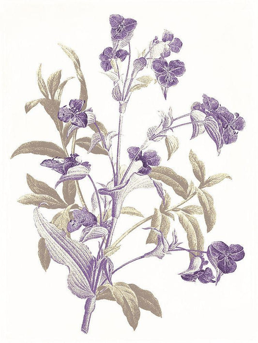 Image Only