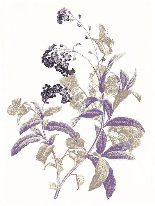 Image Only