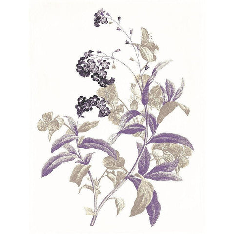 Lavender Flowers Two Black Modern Wood Framed Art Print by Grey, Jace