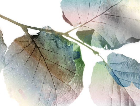Image Only