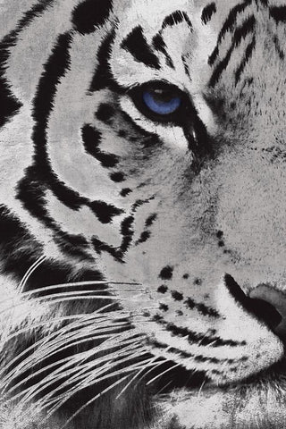 Tiger Purple Eye White Modern Wood Framed Art Print with Double Matting by Grey, Jace