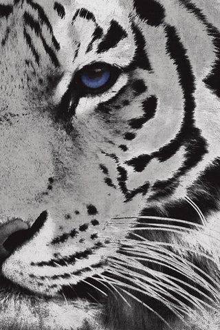 Tiger Purple Eye Mate White Modern Wood Framed Art Print with Double Matting by Grey, Jace