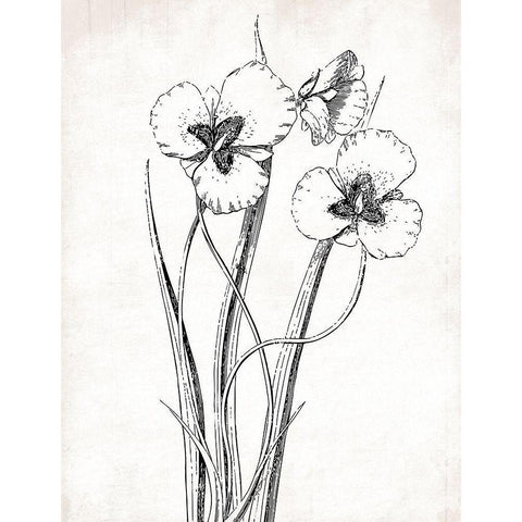 Cream Black Florals Mate Black Modern Wood Framed Art Print with Double Matting by Grey, Jace