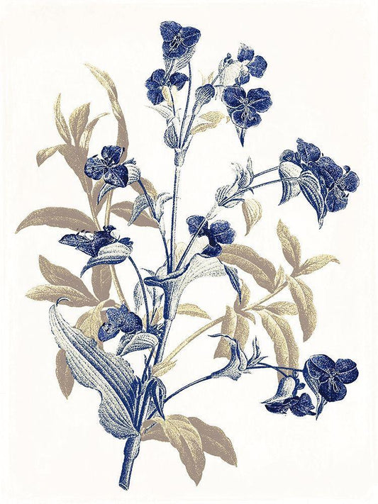 Image Only