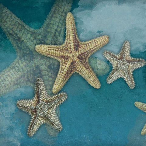 Starfish Black Modern Wood Framed Art Print with Double Matting by Grey, Jace