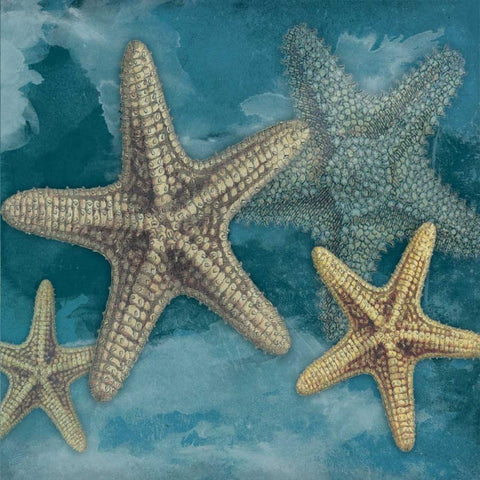 Starfish Black Modern Wood Framed Art Print with Double Matting by Grey, Jace