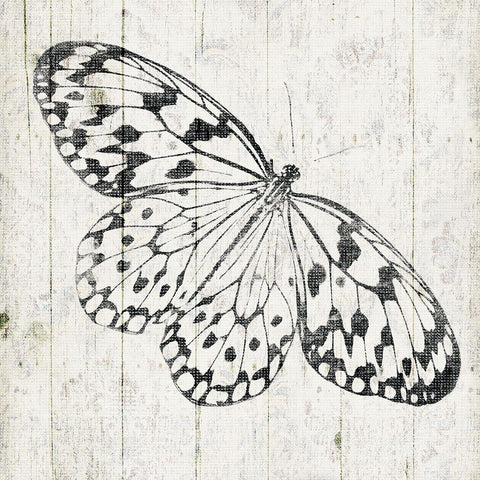 Butterfly Board White Modern Wood Framed Art Print with Double Matting by Grey, Jace