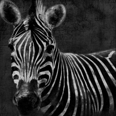 Zebra Black And White White Modern Wood Framed Art Print with Double Matting by Grey, Jace