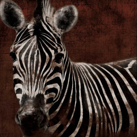 Zebra White Modern Wood Framed Art Print with Double Matting by Grey, Jace