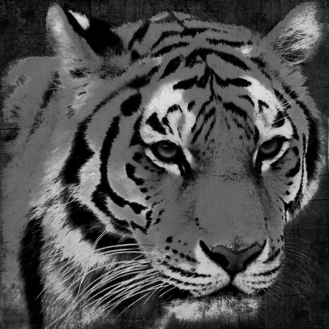 Tiger Black And White White Modern Wood Framed Art Print with Double Matting by Grey, Jace