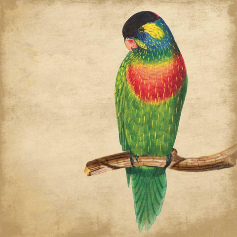 Tropical Bird Black Modern Wood Framed Art Print by Grey, Jace