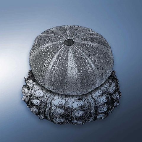 Nautical 1 Gold Ornate Wood Framed Art Print with Double Matting by Grey, Jace