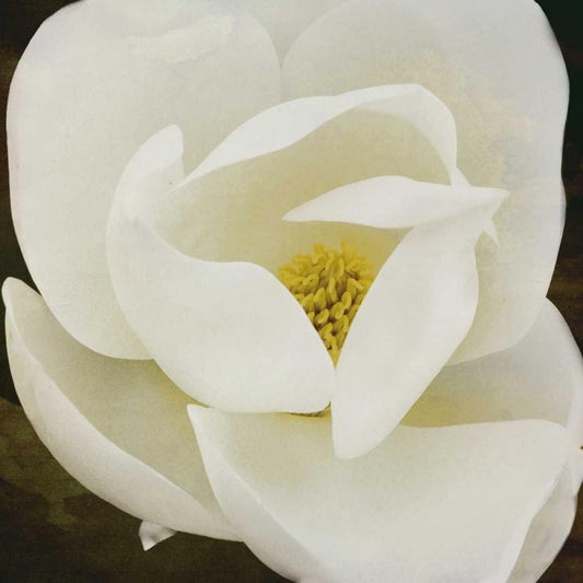 Image Only