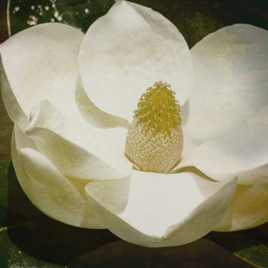 Image Only