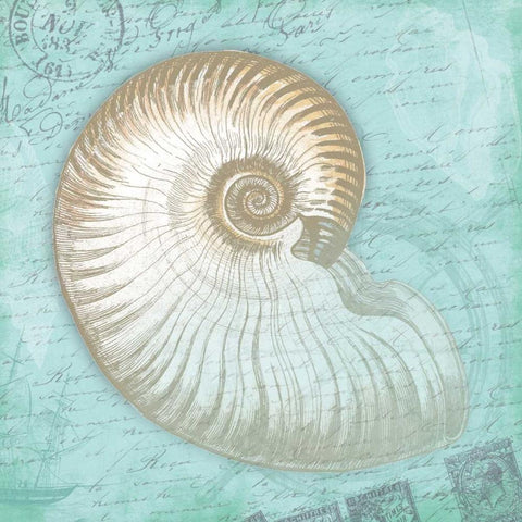 Nautical Shells White Modern Wood Framed Art Print by Grey, Jace