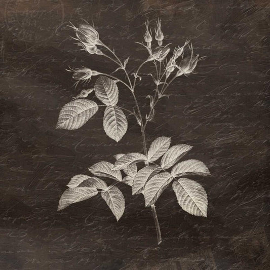 Image Only
