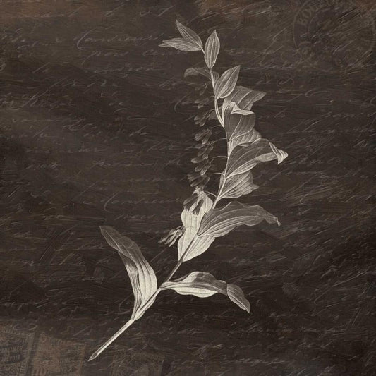 Image Only