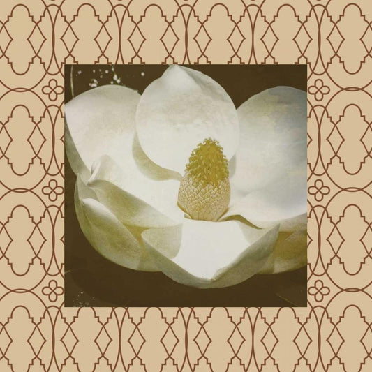 Image Only