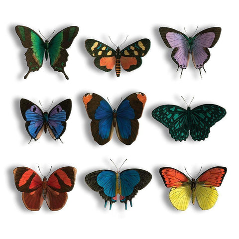 Floating Butterflies Mate Black Modern Wood Framed Art Print by Grey, Jace