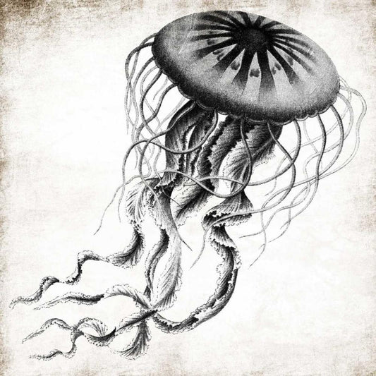 Image Only