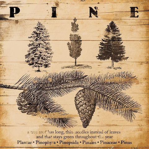 Pine Burnt White Modern Wood Framed Art Print by Grey, Jace