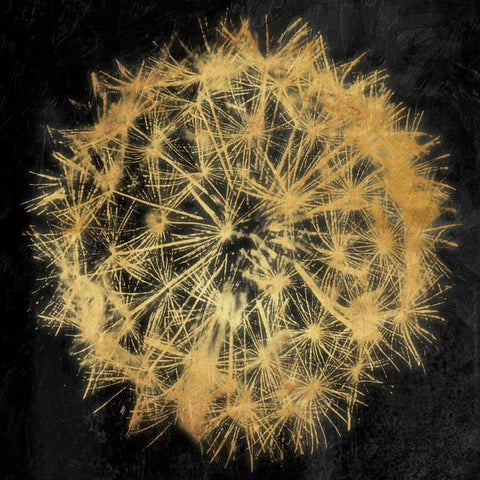 Rich Gold Dandelion Black Modern Wood Framed Art Print with Double Matting by Grey, Jace