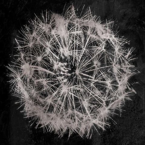 Rich Silver Dandelion Black Modern Wood Framed Art Print with Double Matting by Grey, Jace