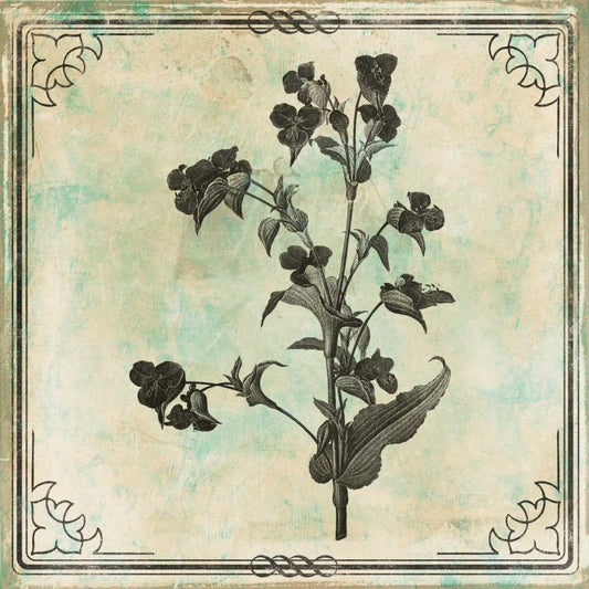 Image Only