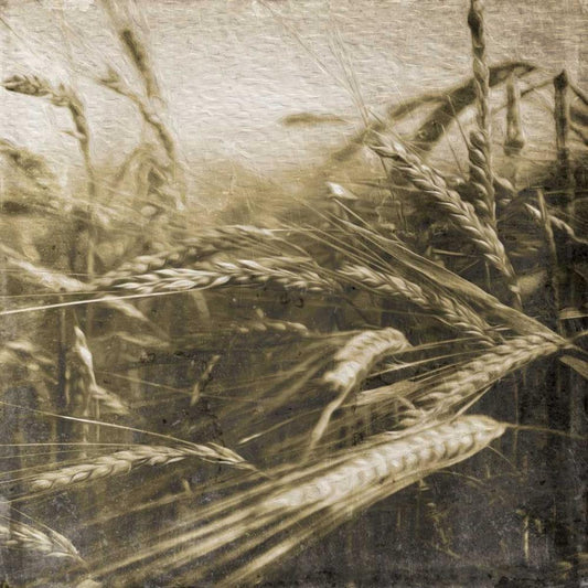 Image Only