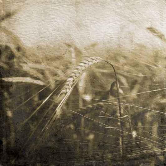 Image Only