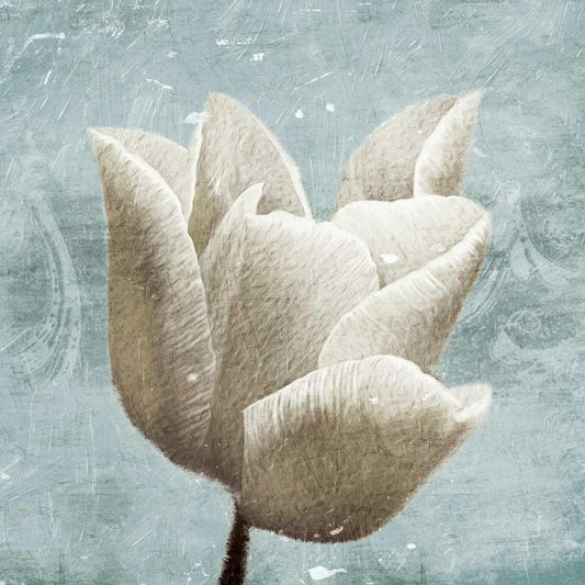 Image Only