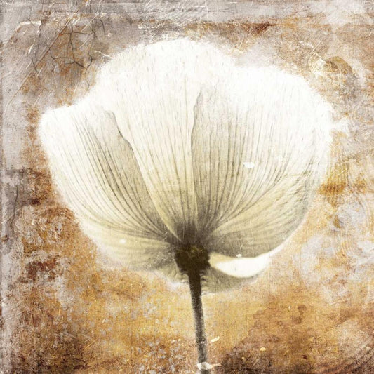 Image Only