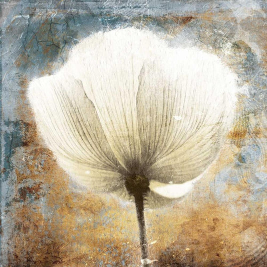 Image Only