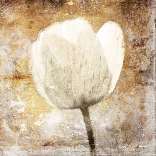 Image Only