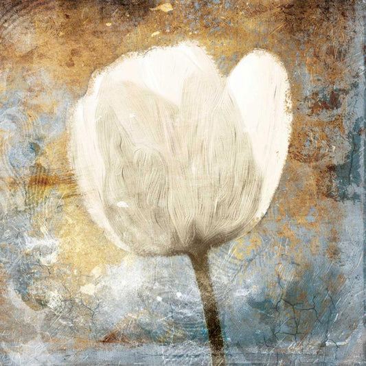 Image Only