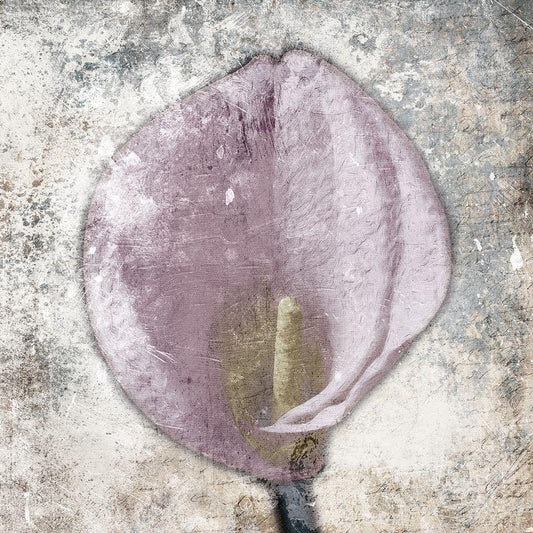 Image Only