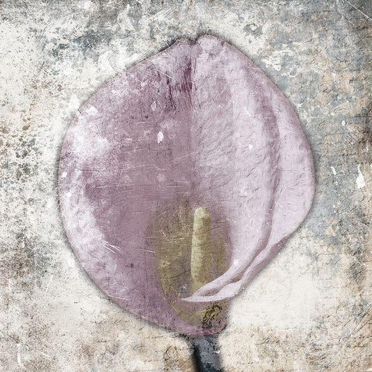 Image Only