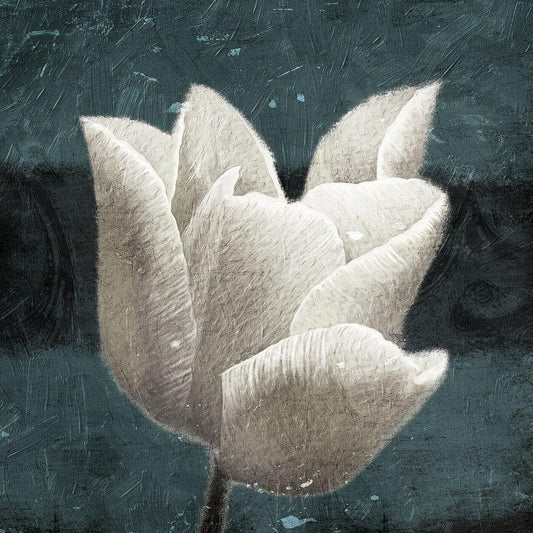 Image Only