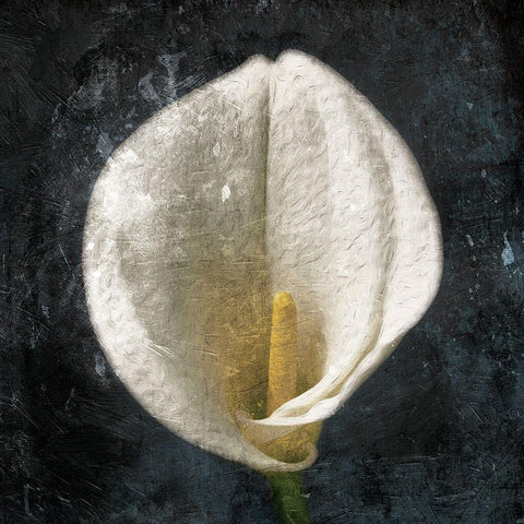 Dark Tulip White Modern Wood Framed Art Print by Grey, Jace