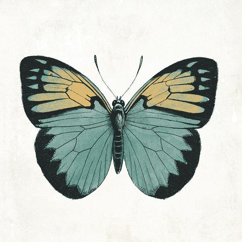 Neutral Butterfly 3 Black Ornate Wood Framed Art Print with Double Matting by Grey, Jace