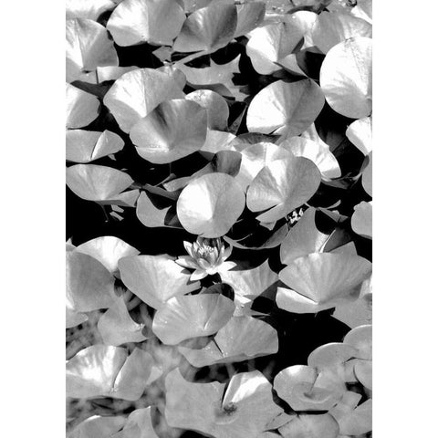 Beach Foliage 5 White Modern Wood Framed Art Print by Grey, Jace