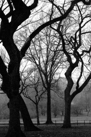 Central Park Dancing Trees Black Ornate Wood Framed Art Print with Double Matting by Grey, Jace